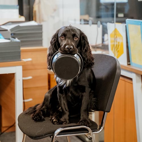 BLACK DOG ON A CHAIR WITH A BOWL IN MOUTH